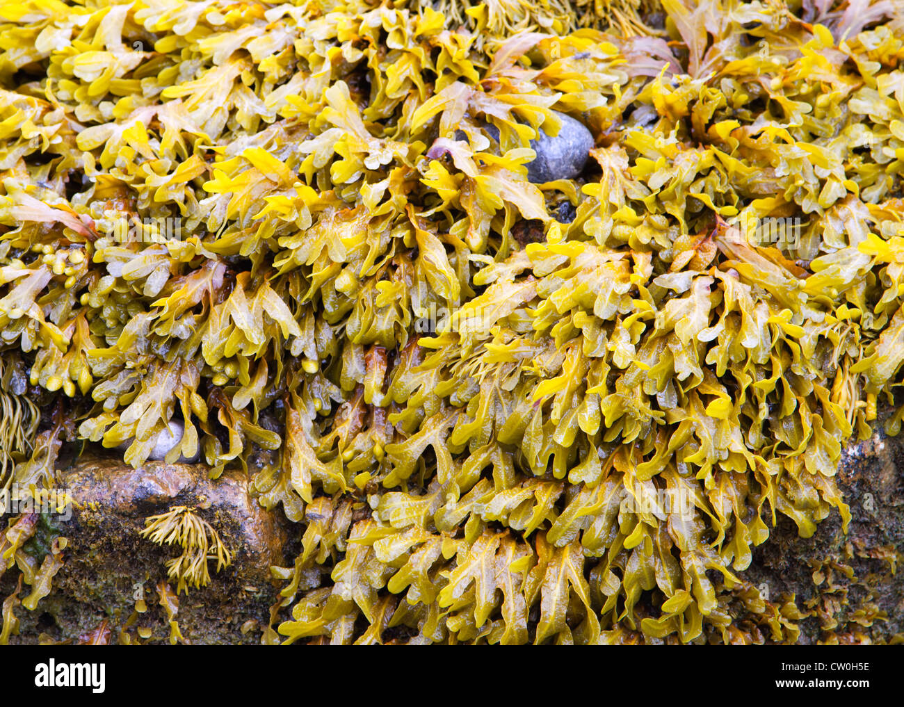 Fucus vesiculosus Fucus vésiculeux, Banque D'Images