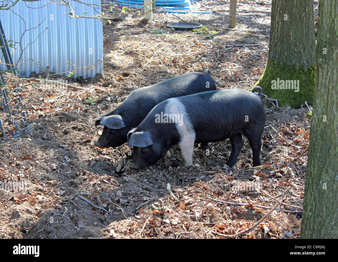 Saddleback pig grazing in woodlands Banque D'Images