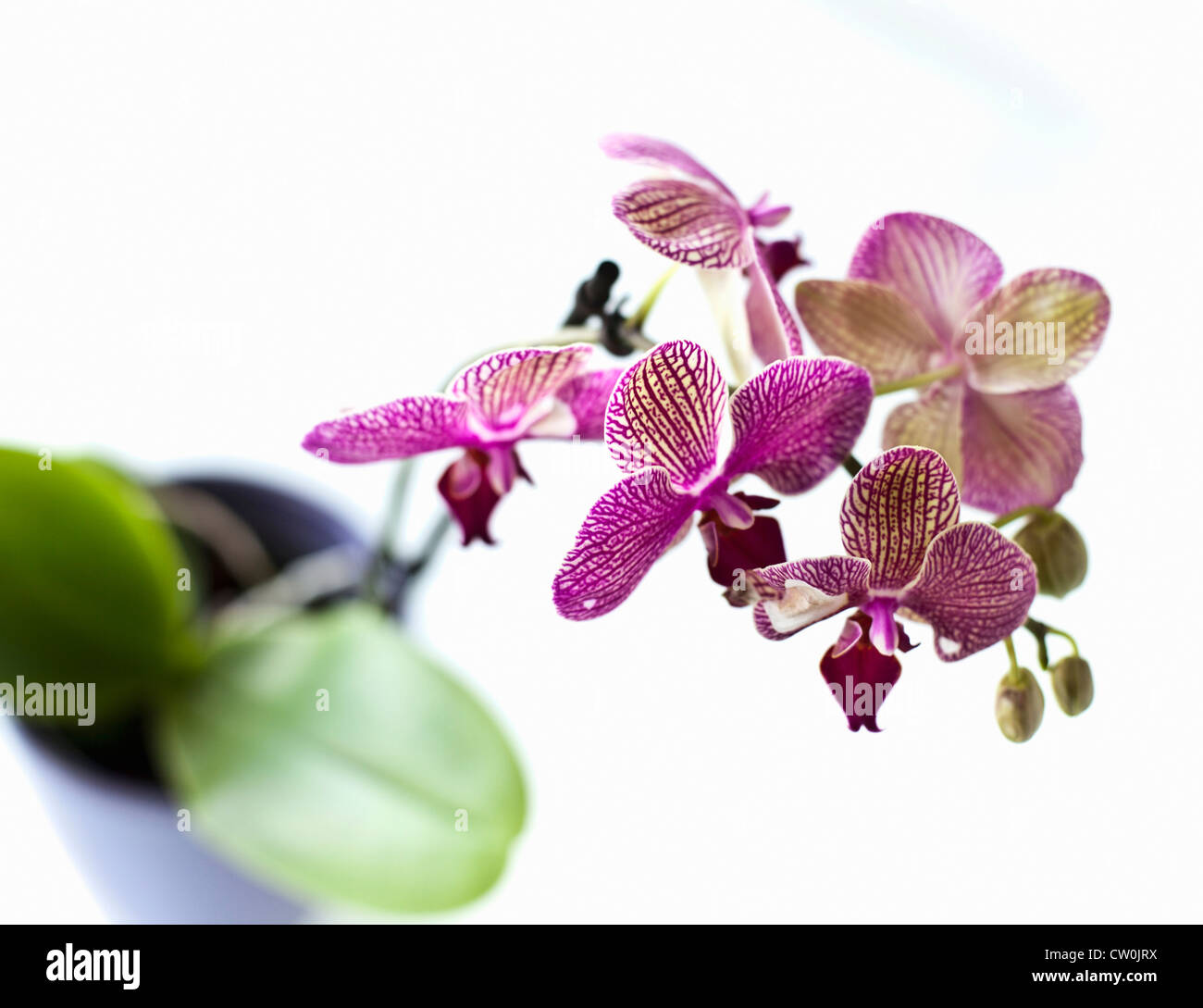 Les Orchidées Fleur rose 5 x pétales têtes 12 cm x 10 cm Art Fleurs 