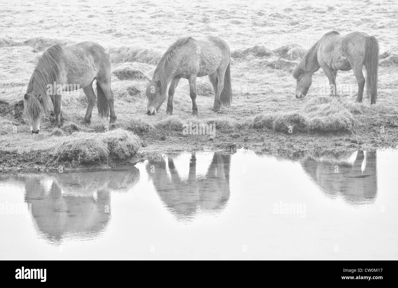 Troupeau de chevaux dans la brume, de l'Islande Banque D'Images