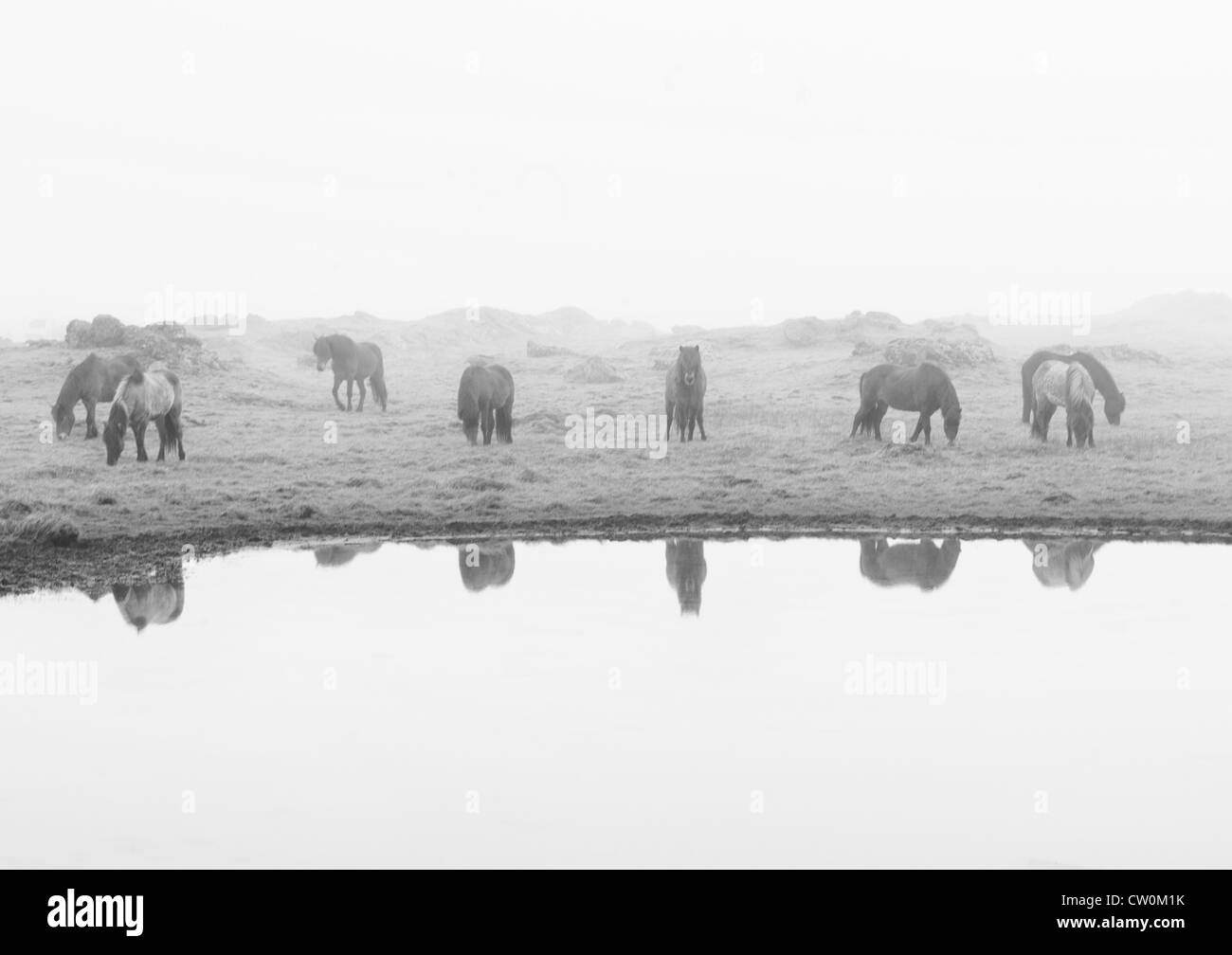 Troupeau de chevaux dans la brume, de l'Islande Banque D'Images