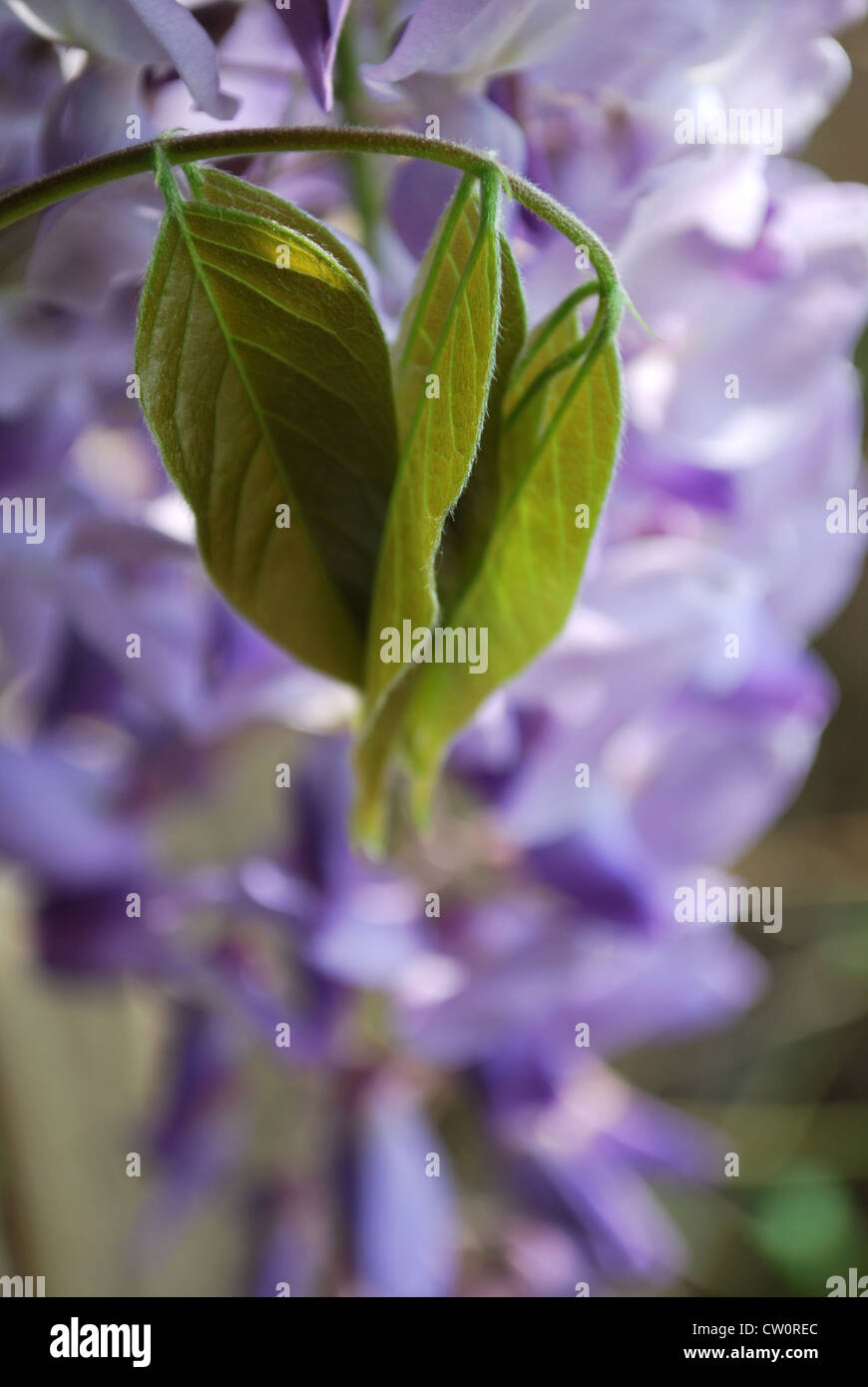 Détail de fleurs glycine violette dans une journée ensoleillée au printemps Banque D'Images