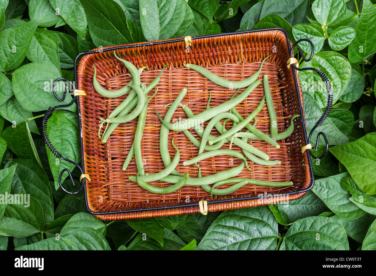 Haricots verts frais cueillis dans le jardin d'accueil matin d'été Banque D'Images