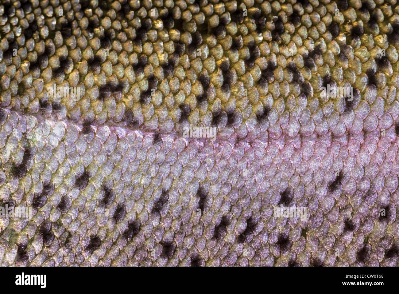 Rainbow trout Banque de photographies et d’images à haute résolution