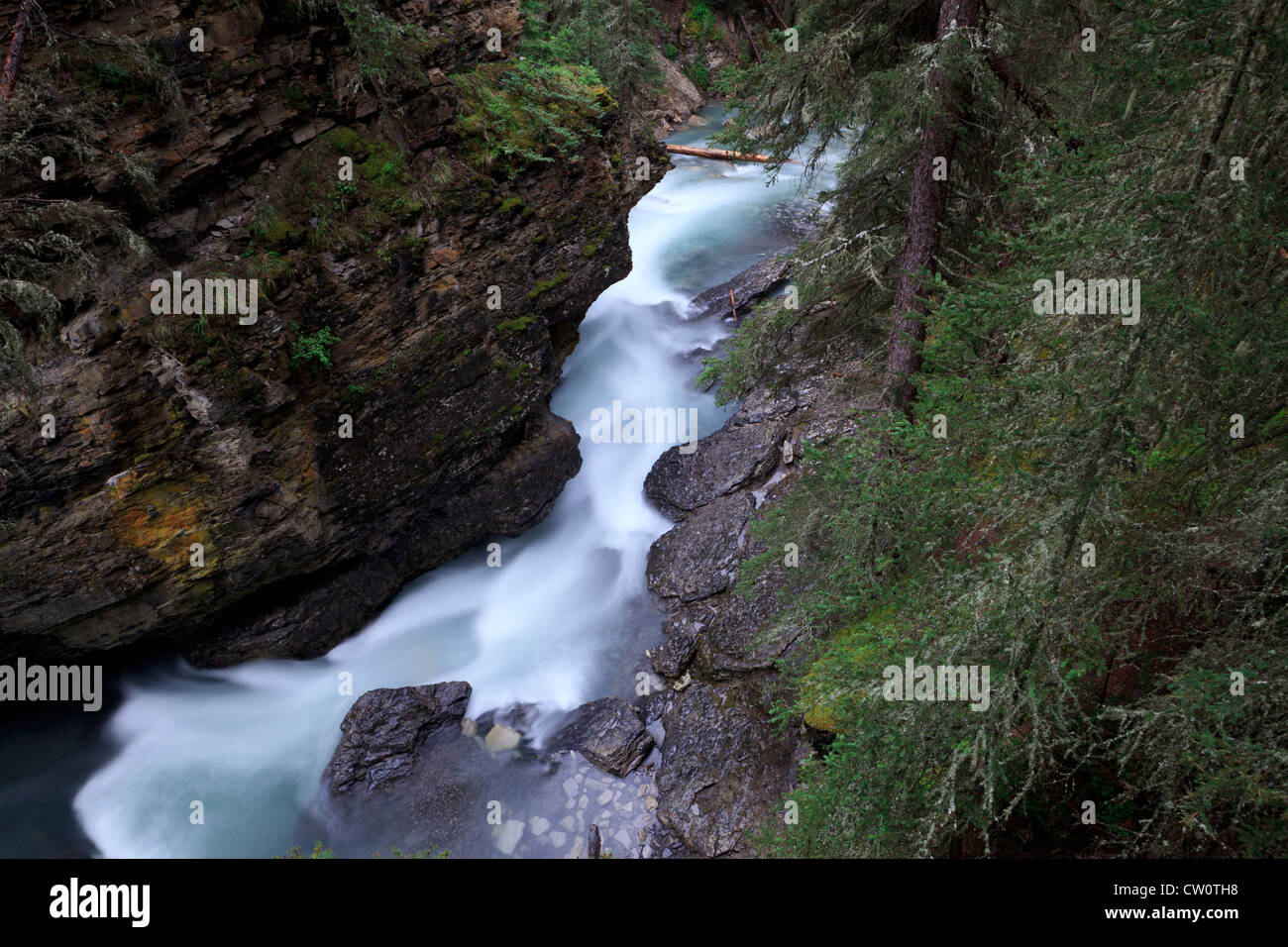 Ruisseau de montagne dans Canadian Rockies Banque D'Images