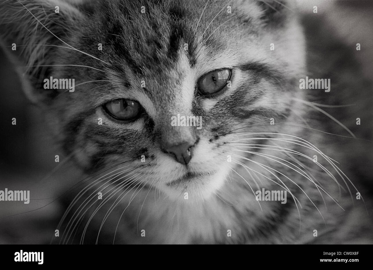 Vue rapprochée de petit chaton face à Portland, Oregon Banque D'Images