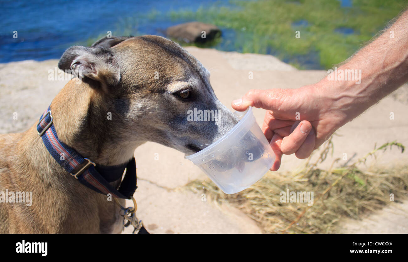 Greyhound à la retraite l'eau potable au cours de chien dog walk Banque D'Images