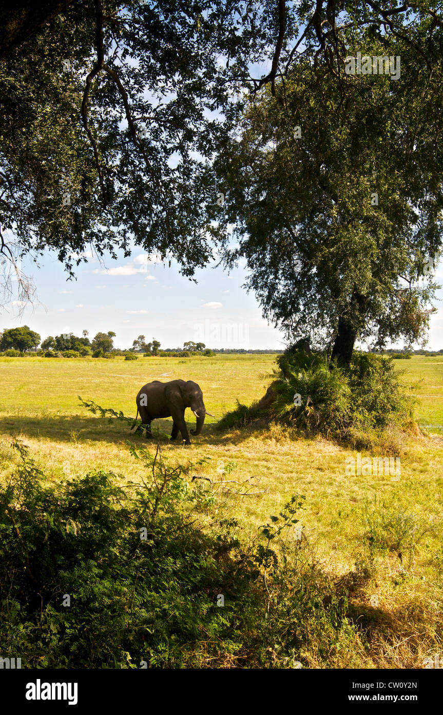 Balades à proximité de l'hôtel de l'éléphant au Botswana, l'Afrique. Banque D'Images