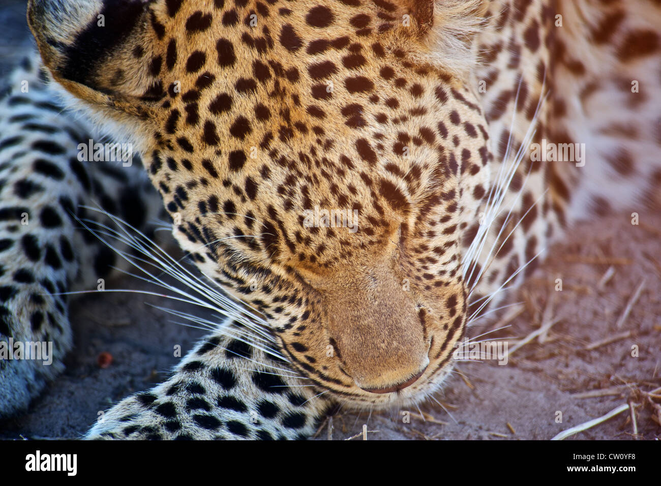 Le Botswana, l'Afrique .Leopard. Banque D'Images