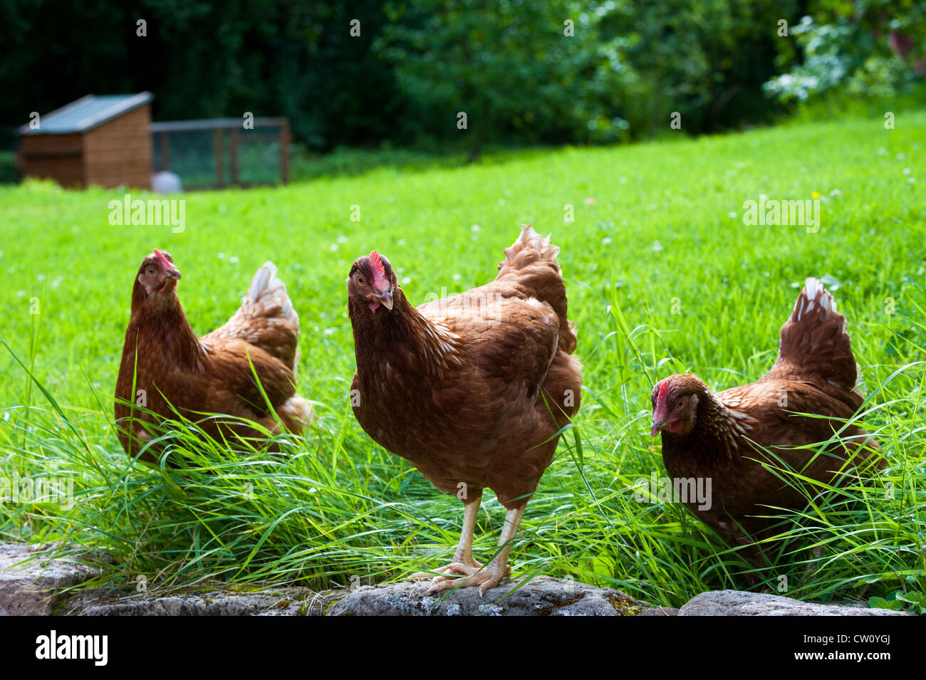 Des poulets dans un jardin, Angleterre Shropshire Banque D'Images