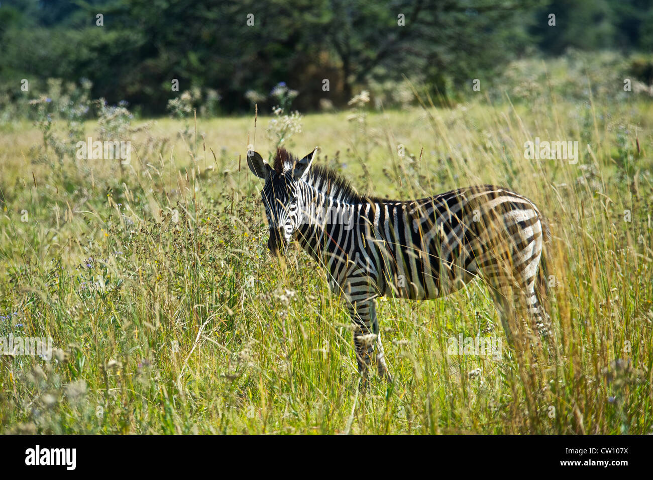 Zebra au Botswana, l'Afrique. Banque D'Images