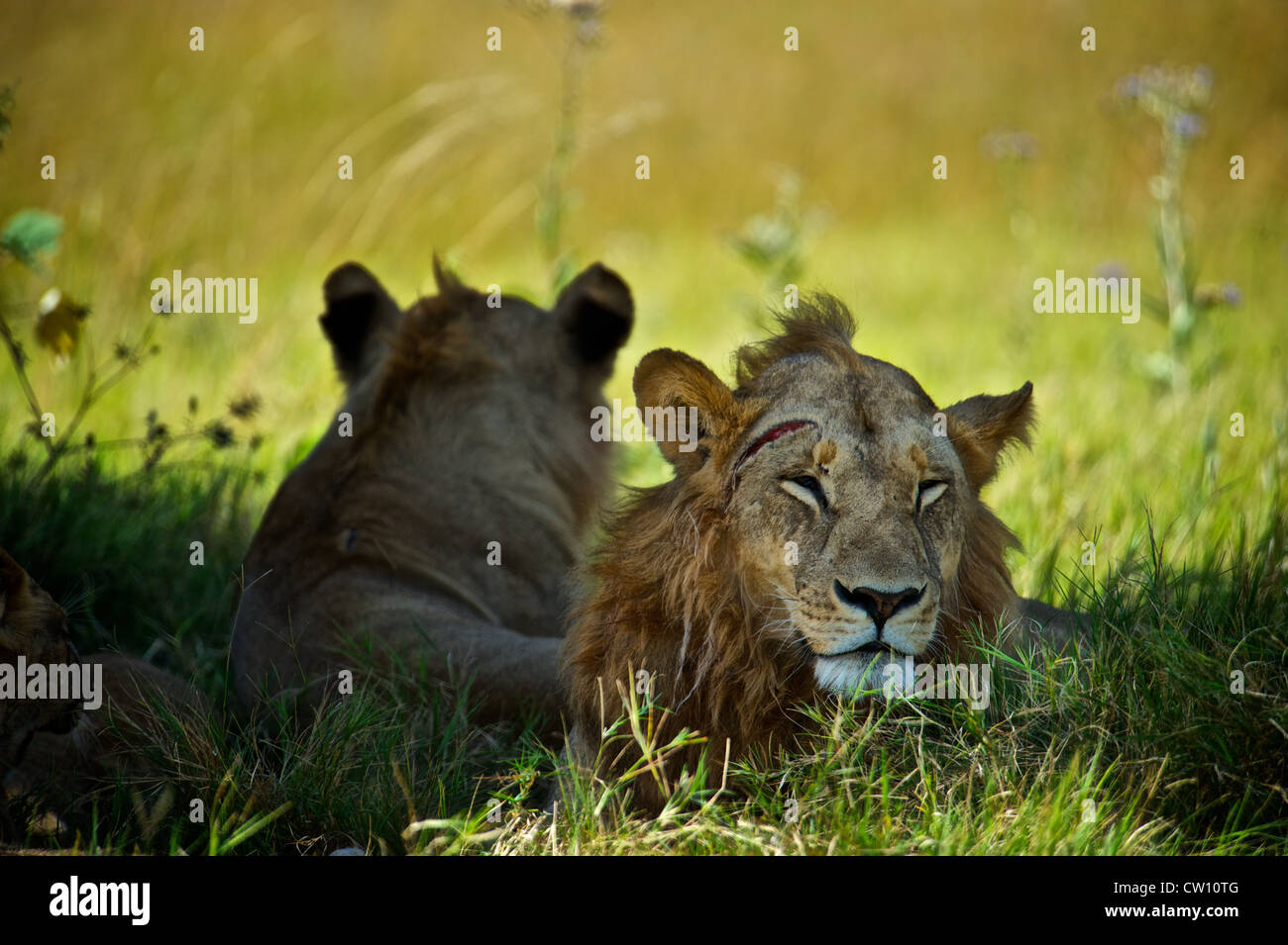 Portrait d'un lion. Le Botswana, l'Afrique. Banque D'Images