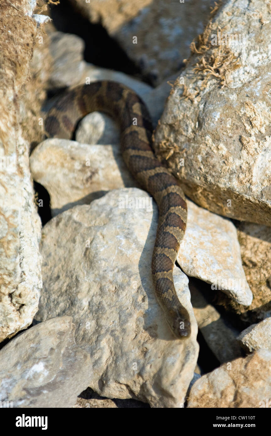 Couleuvre d'eau ramper entre Rock sur un ruisseau Spring Mill State Park dans l'Indiana Banque D'Images