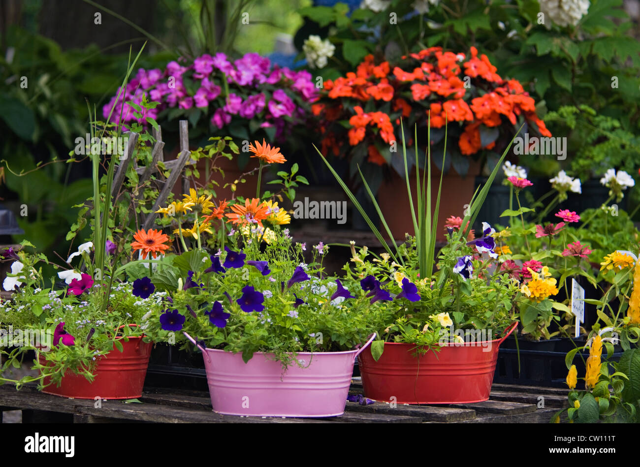 Variété de fleurs pour la vente au magasin de fleur à Buckner, Kentucky Banque D'Images