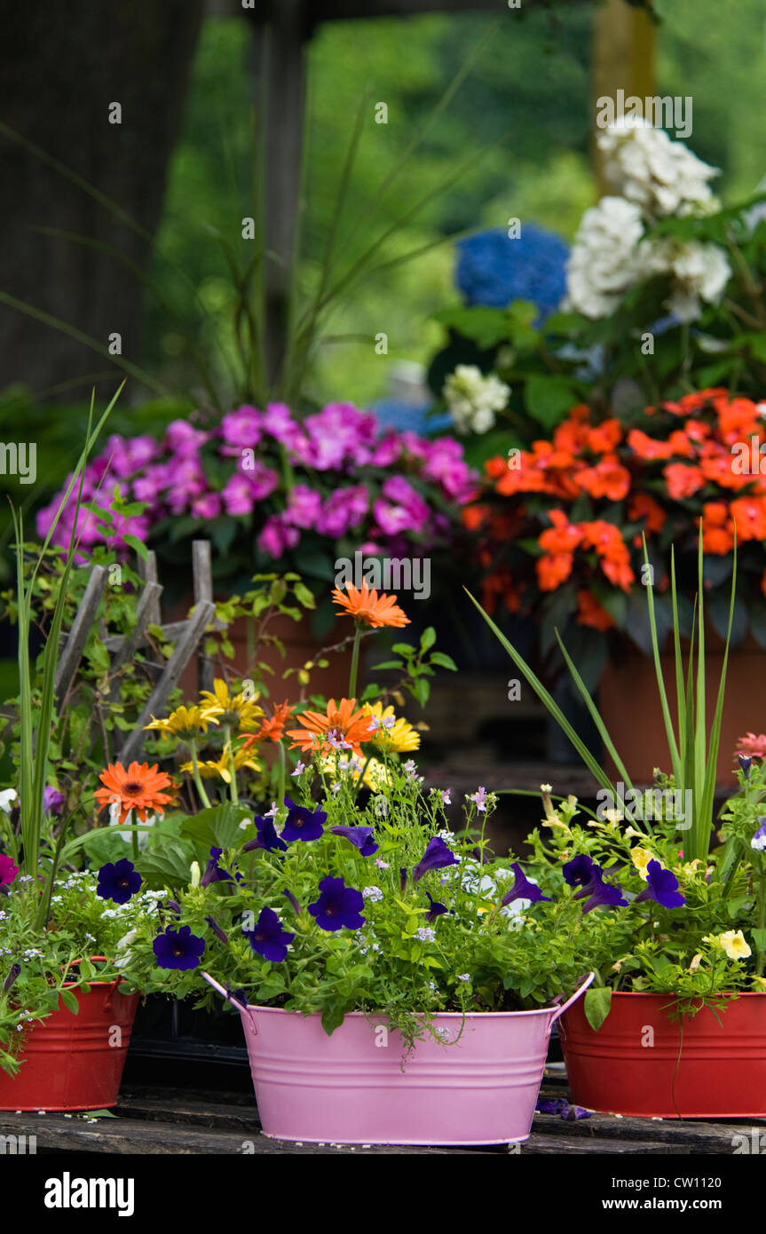 Variété de fleurs pour la vente au magasin de fleur à Buckner, Kentucky Banque D'Images