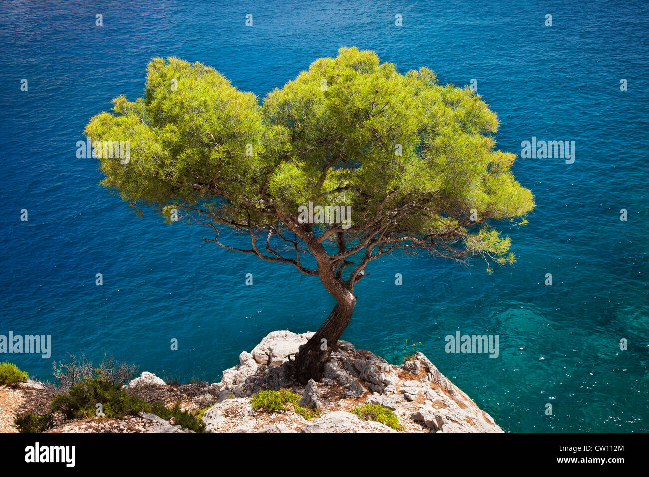 Lone Pine Tree growing out of roche solide dans les Calanques près de Cassis, Provence France Banque D'Images