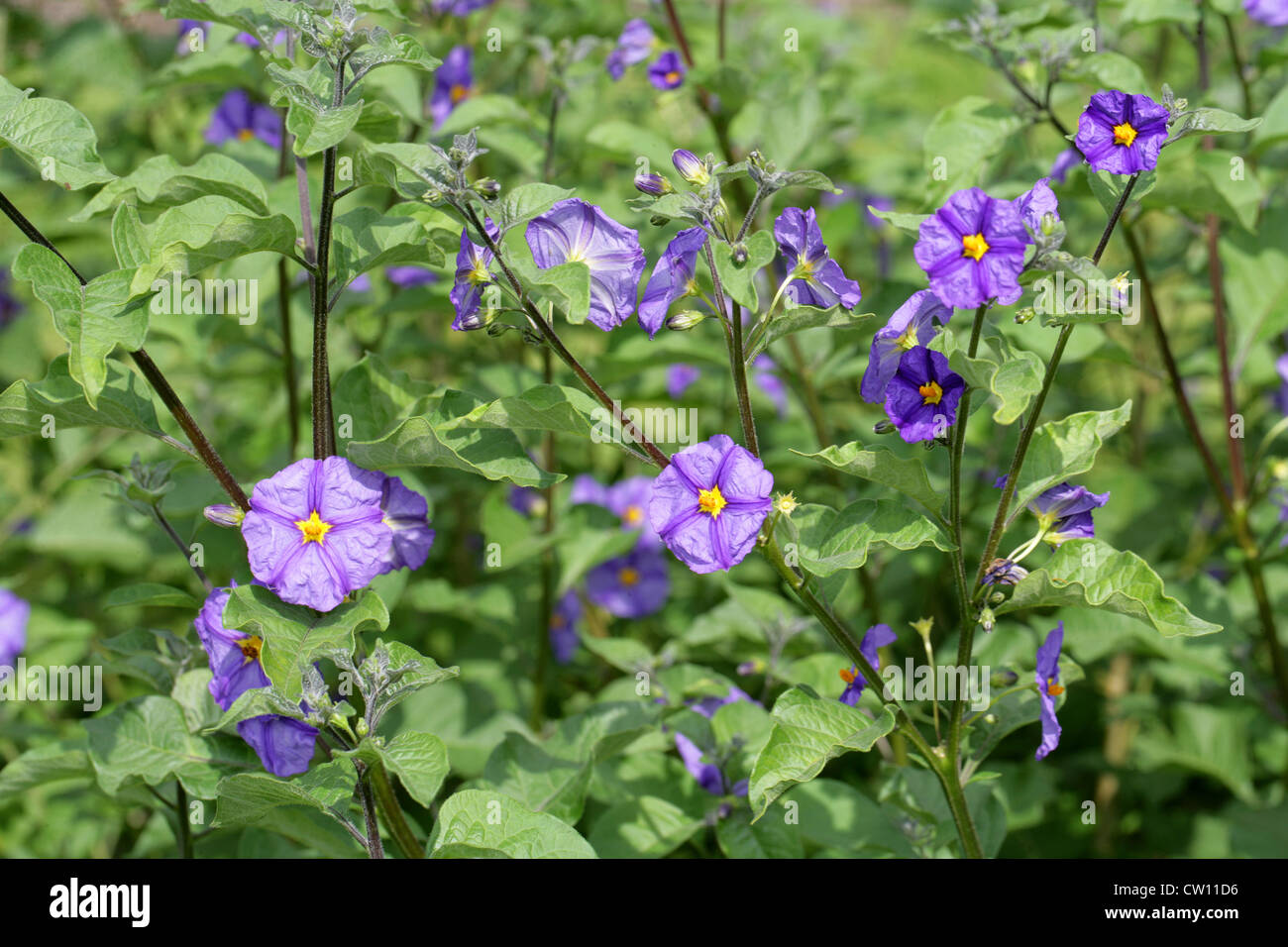 Le Paraguay Nightshade aka Blue Potato Bush, Solanum rantonnetii Solanaceae, Banque D'Images
