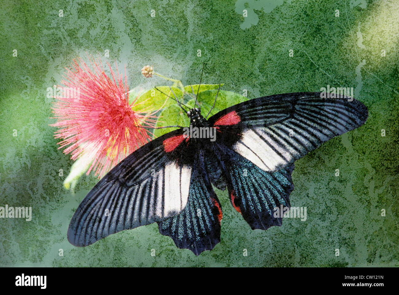 Grand Mormon Buterfly sur fond texturé avec Mimosa Banque D'Images