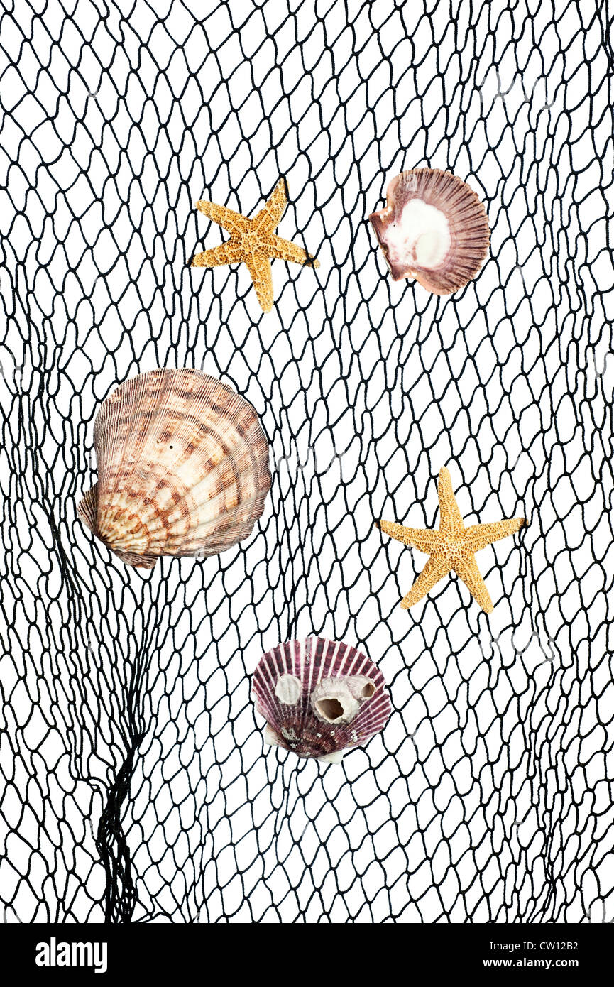 Les coquillages et les étoiles de mer pris dans un filet de pêche vert pour servir d'arrière-plan décoratif ou inférence aquatiques. Banque D'Images Les coquillages et les étoiles de mer pris dans un filet de pêche vert pour servir d'arrière-plan décoratif ou inférence aquatiques. Banque D'Images