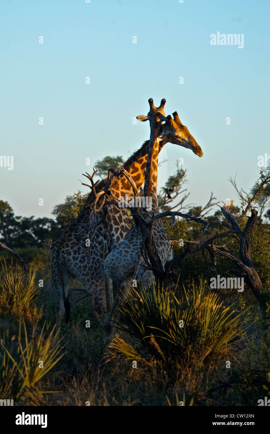 Couple de girafes au Botswana, l'Afrique. Banque D'Images