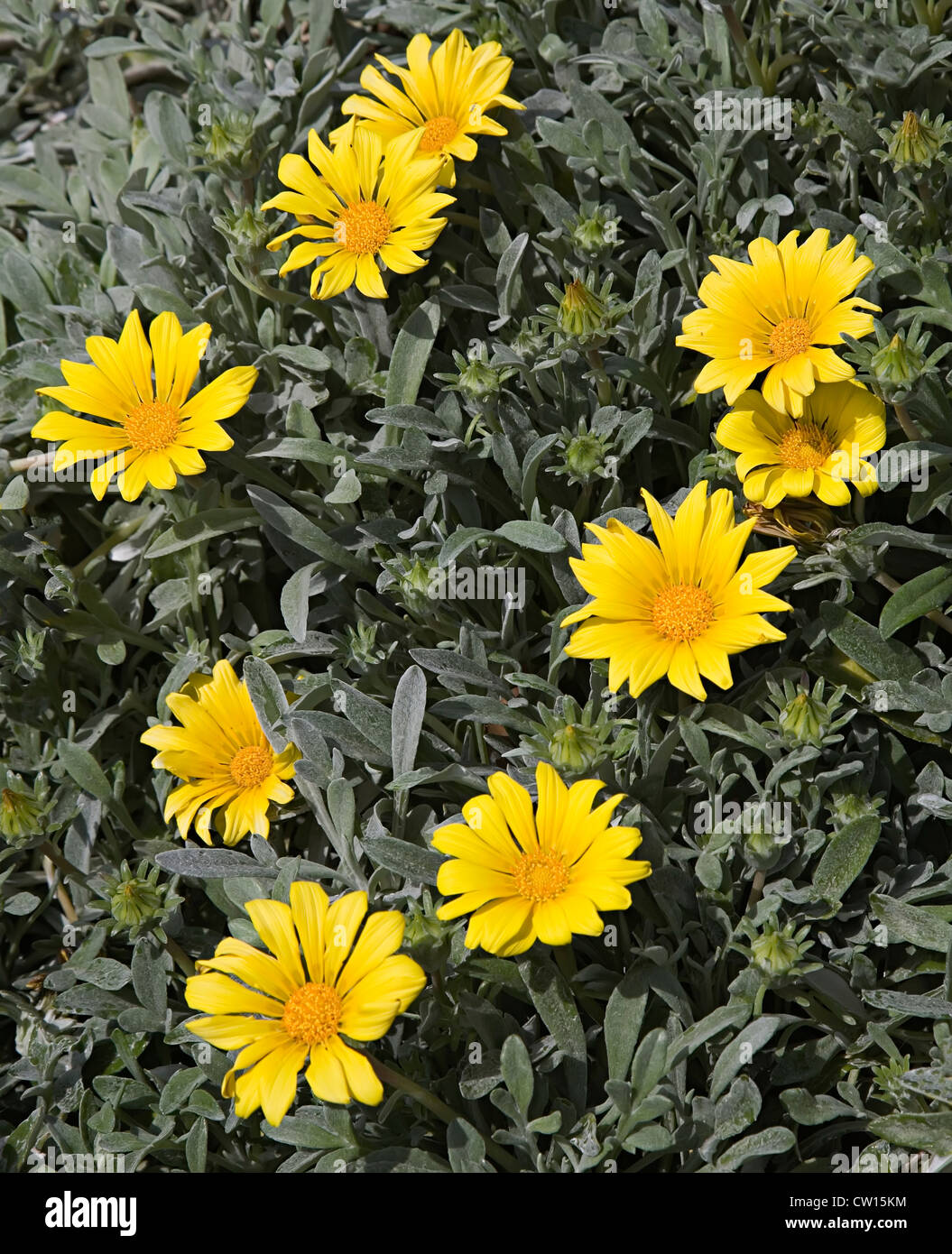 Fleur jaune dans la famille des Asteraceae, sur la côte de Malaga, Espagne Banque D'Images