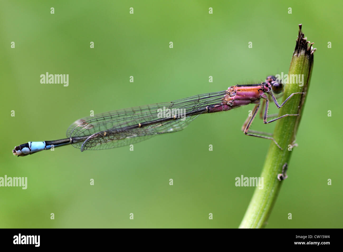 Le cerf bleu Libellule Ischnura elegans - Rose femelle forme rufescens Banque D'Images