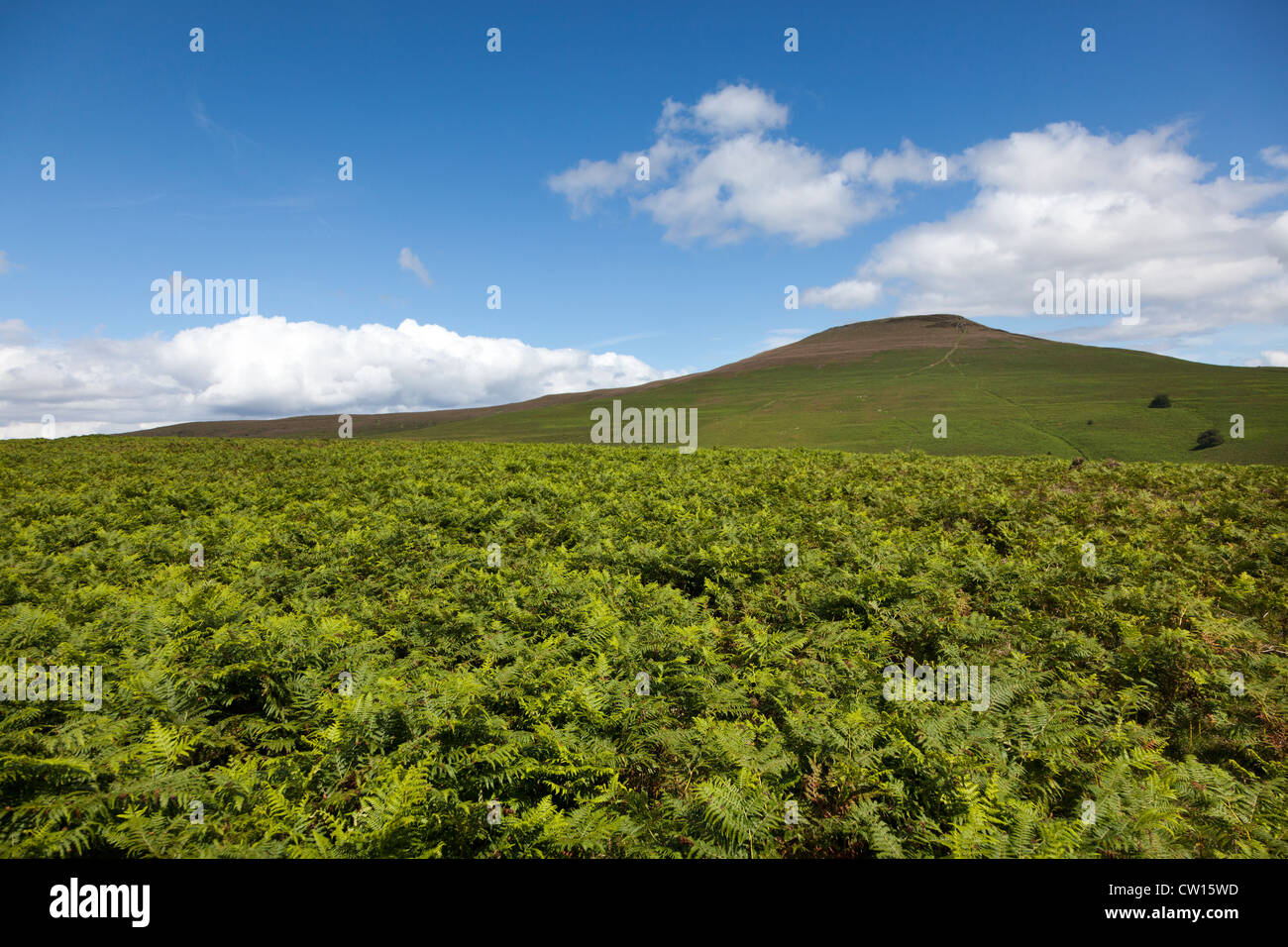 Fougère (Pteridium) poussant sur les pentes du mont du Pain de Sucre, Galles, Royaume-Uni Banque D'Images