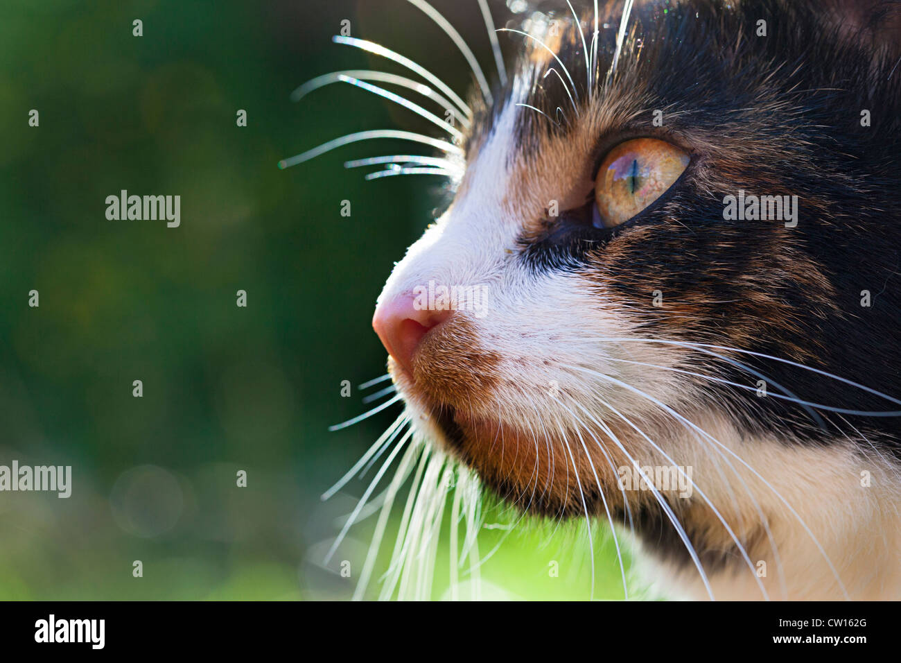 L'écaille chaton tête, moustaches, nez et yeux, UK Banque D'Images