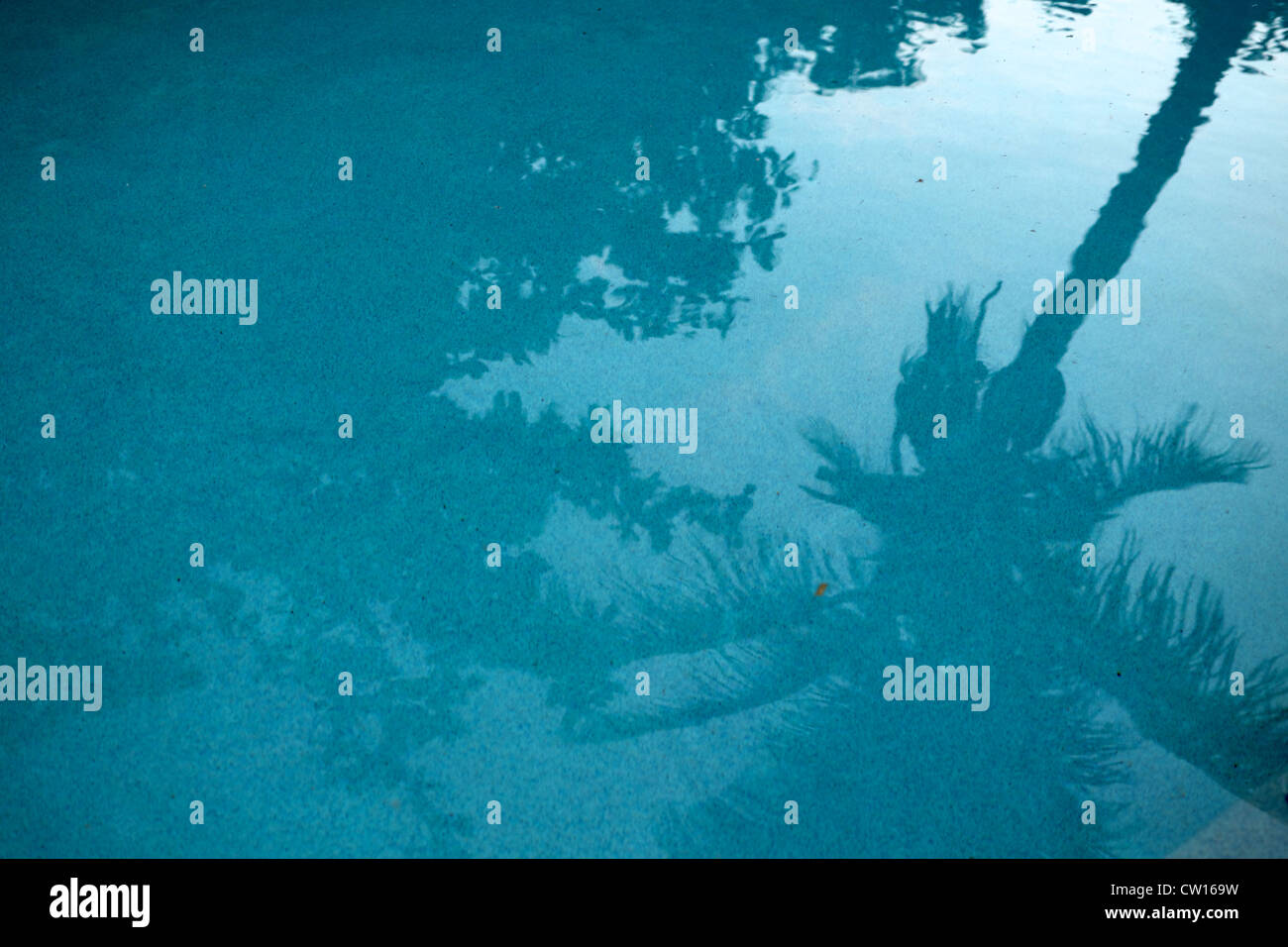 Piscine avec cocotier la réflexion. Vue depuis le bord du bassin. Tôt le matin, la sérénité. Banque D'Images