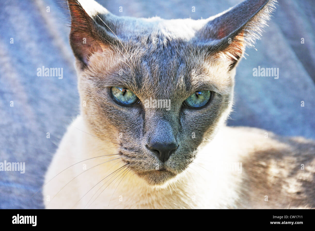 Face Blue Point Siamese Cat Banque De Photographies Et D Images A Haute Resolution Alamy