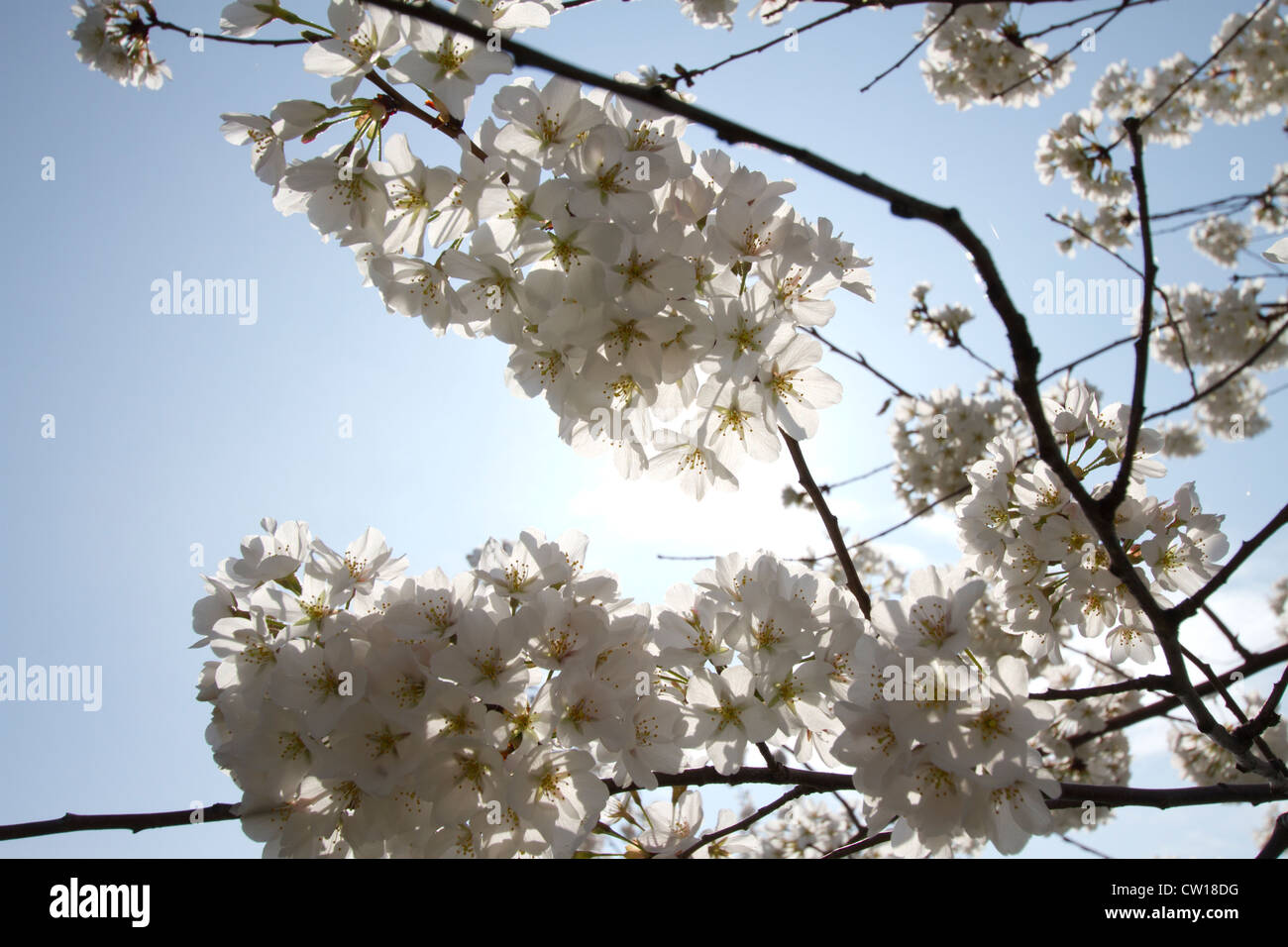 Les fleurs de cerisier en fleur au cours de la Cherry Blossom Festival Banque D'Images
