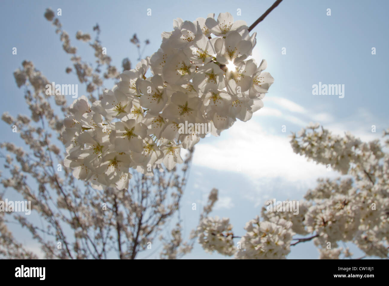 Les cerisiers en fleurs à Washington DC pendant la Cherry Blossom Festival Banque D'Images