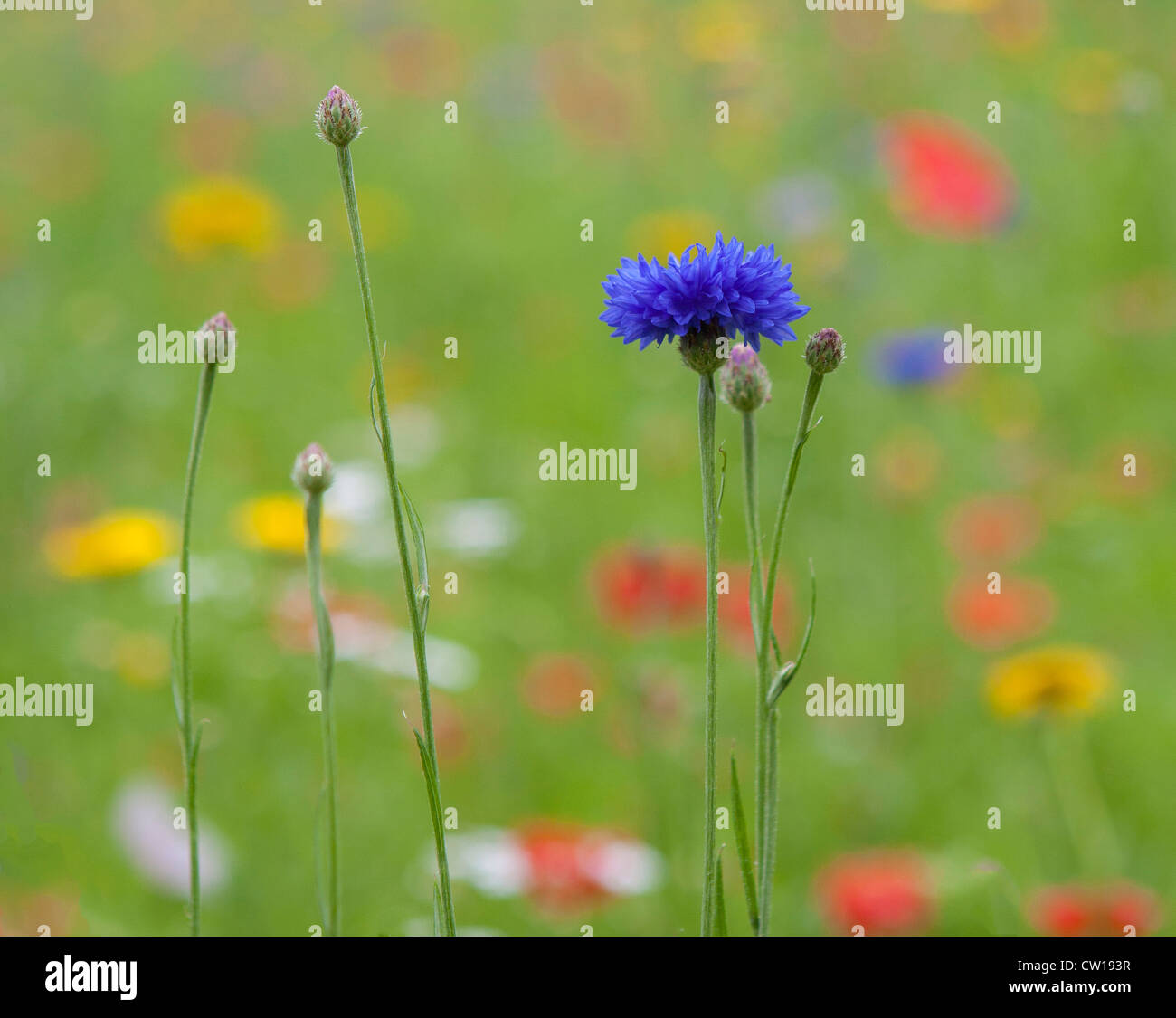 Wild Flower Meadow sur Pesthouse Common, London Borough of Richmond Banque D'Images