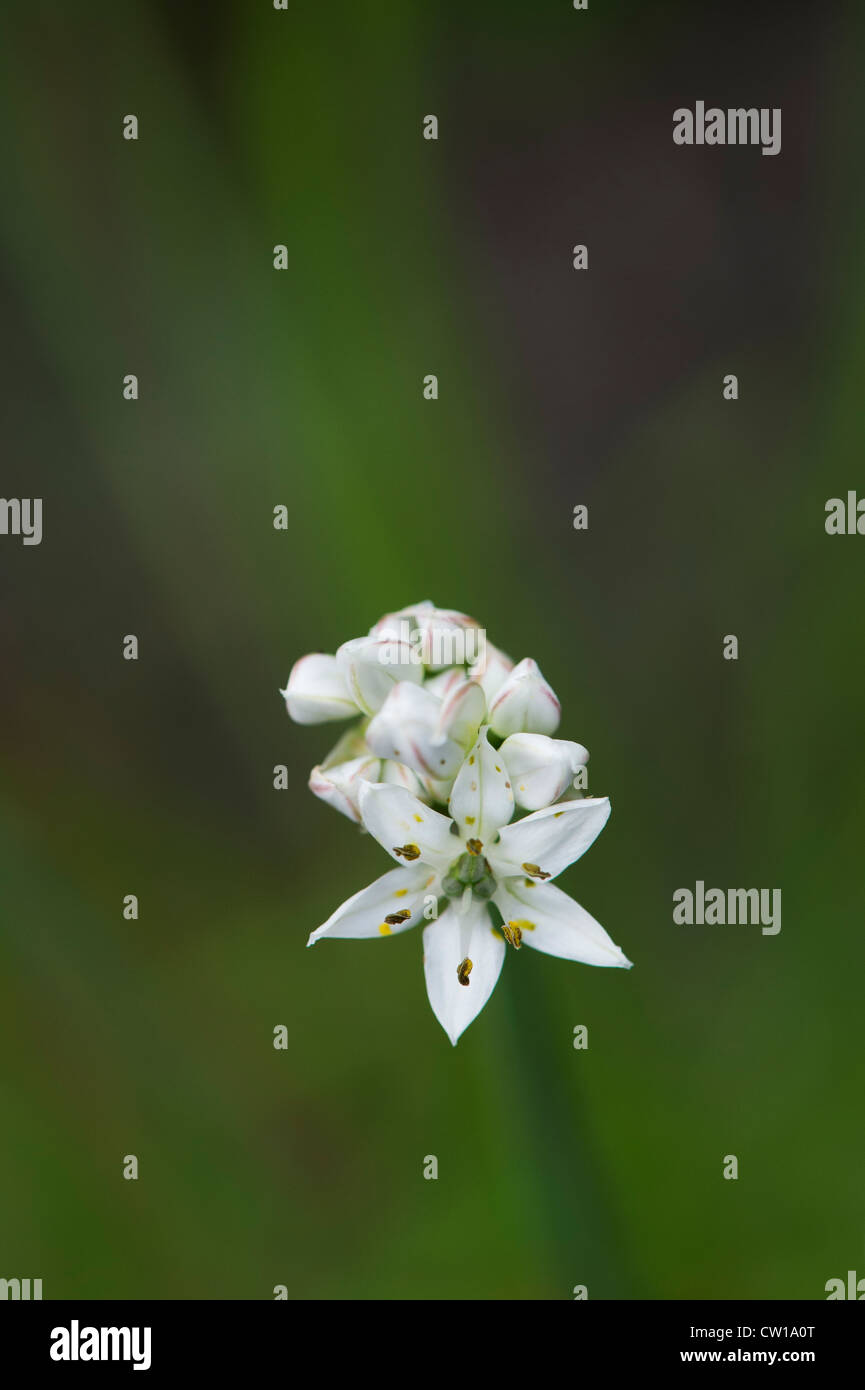 Allium tuberosum. Fleur de l'ail chinois Banque D'Images