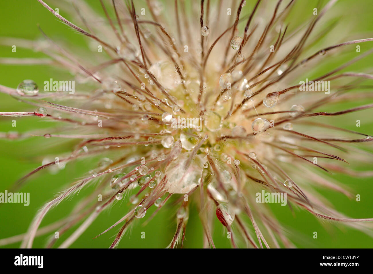 Anémone pulsatille (Pulsatilla vulgaris) tête de semences avec des gouttes de pluie, le Grand Sudbury, Ontario, Canada Banque D'Images