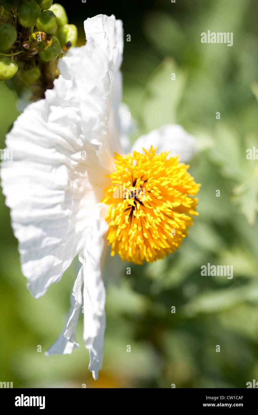 Romneya coulteri Californian Tree Poppy Banque D'Images