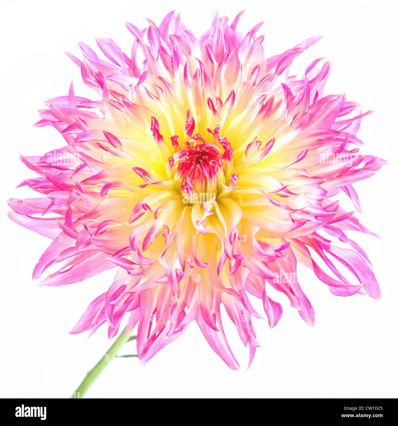 Une fleur de cactus dahlia multicolores de la maison jardin. Banque D'Images