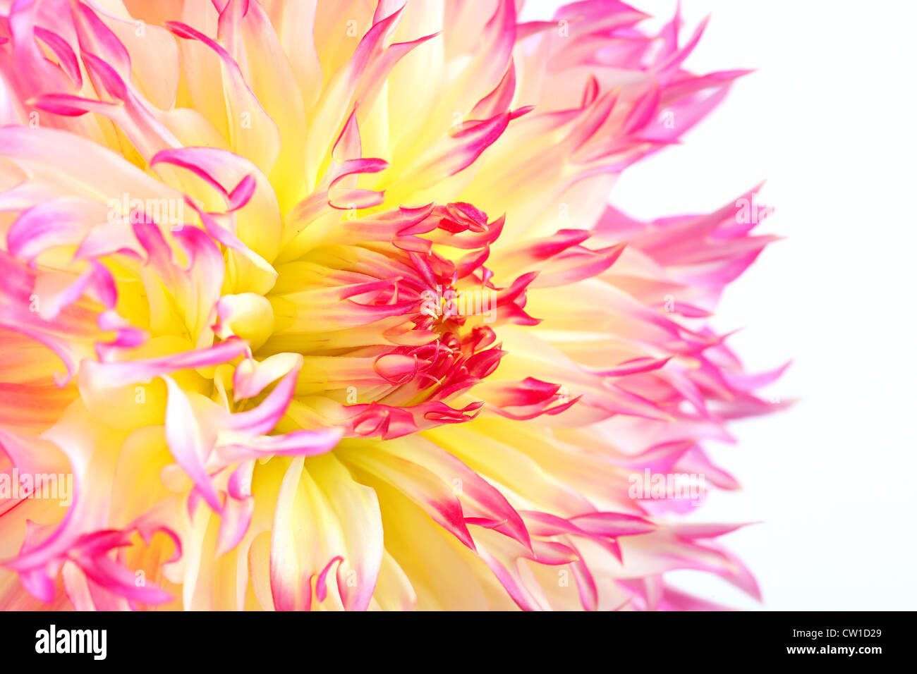 Une fleur de cactus dahlia multicolores. Banque D'Images