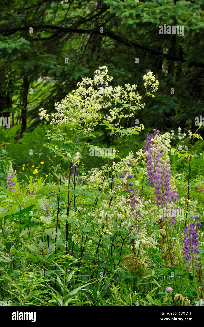 Meadow-rue (Thalictrum foeniculaceum) avec lupin dans un jardin, le Grand Sudbury, Ontario, Canada Banque D'Images