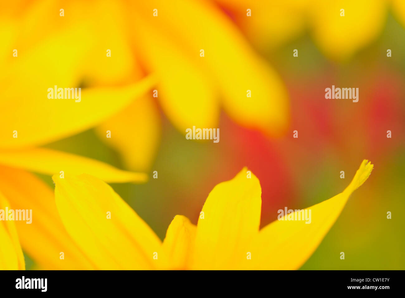 Rudbeckia pétales de fleurs, le Grand Sudbury, Ontario, Canada Banque D'Images