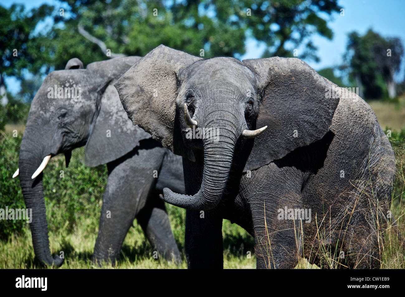 Sur l'éléphant safari trip. Duba, Afrique. Banque D'Images