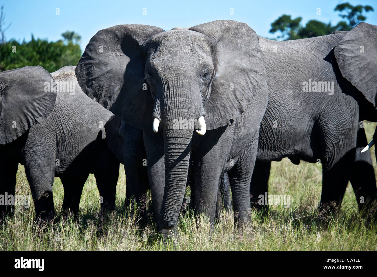 Les éléphants sur safari. Duba, Afrique. Banque D'Images