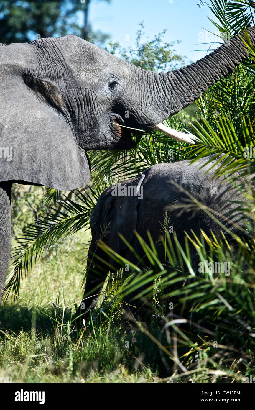 Sur l'éléphant safari trip. Duba, Afrique. Banque D'Images