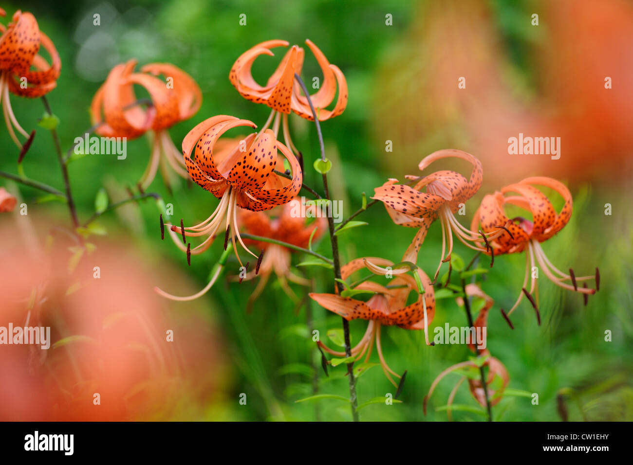Tiger Lily (Lillium spp.), le Grand Sudbury, Ontario, Canada Banque D'Images