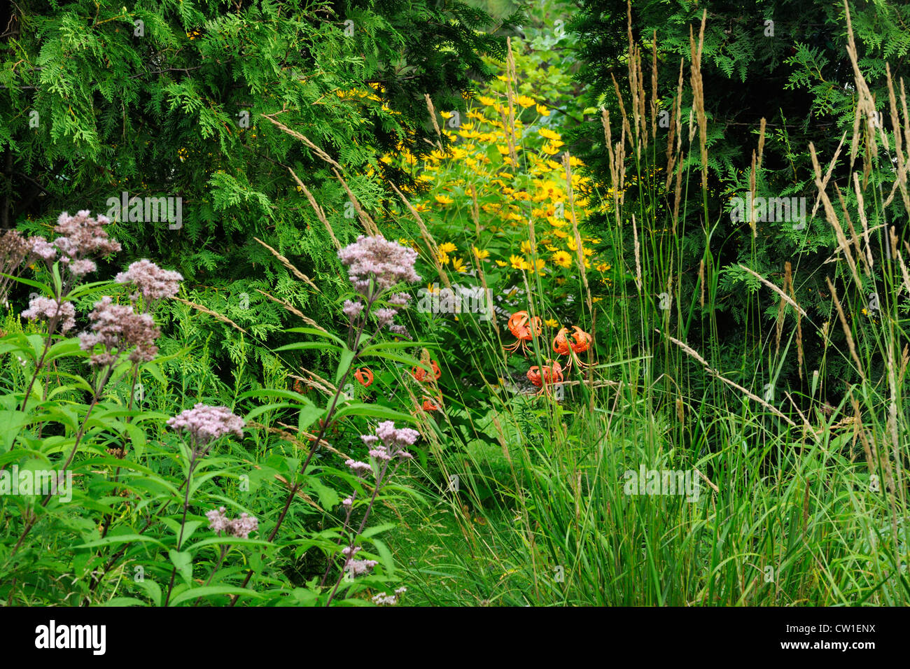 Tiger Lily (Lillium spp.) avec les herbes, eupatoire et heliposis dans un jardin, le Grand Sudbury (Ontario), Banque D'Images