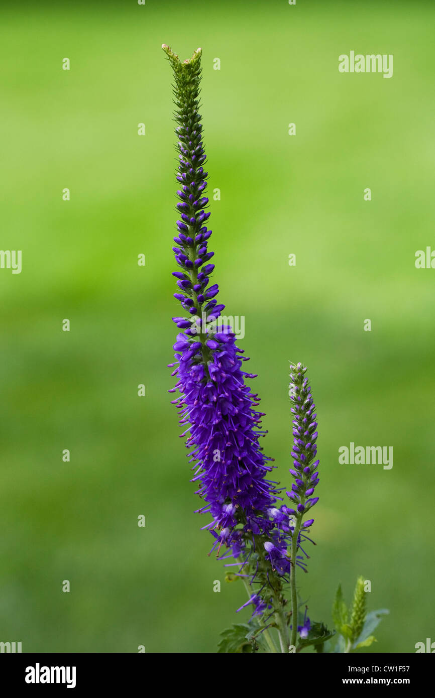 Veronica longifolia croissant dans une frontière. Speedwell. Banque D'Images