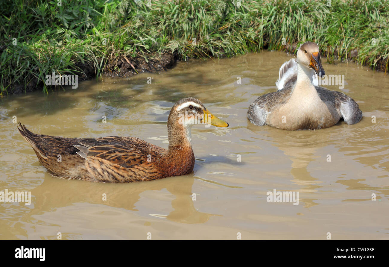 Canards nager dans le lac Banque D'Images