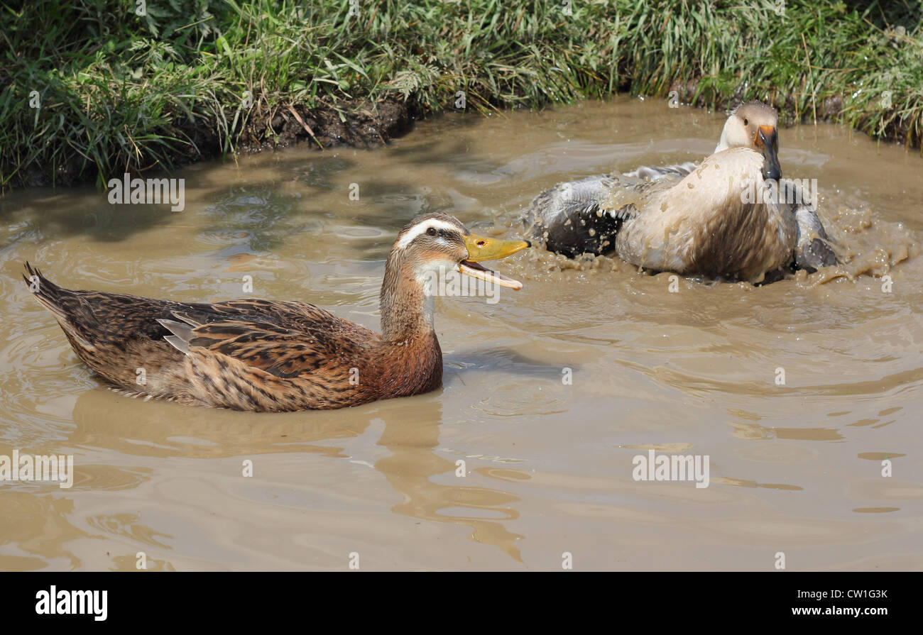 Canards nager dans le lac Banque D'Images