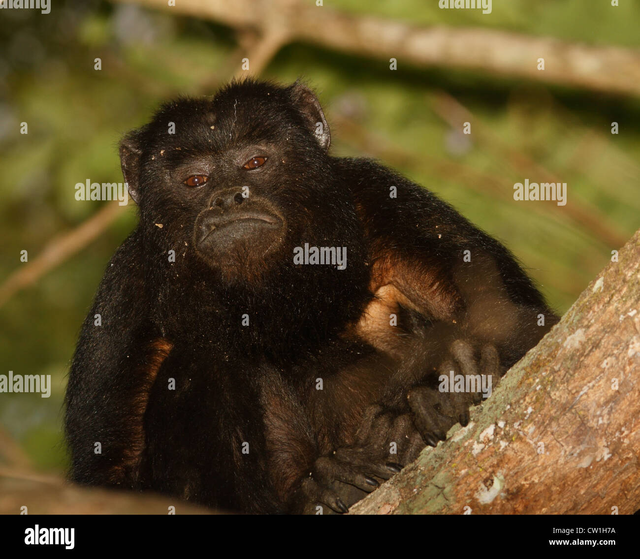 Singe hurleur noir mâle, Pantanal, Brésil Banque D'Images