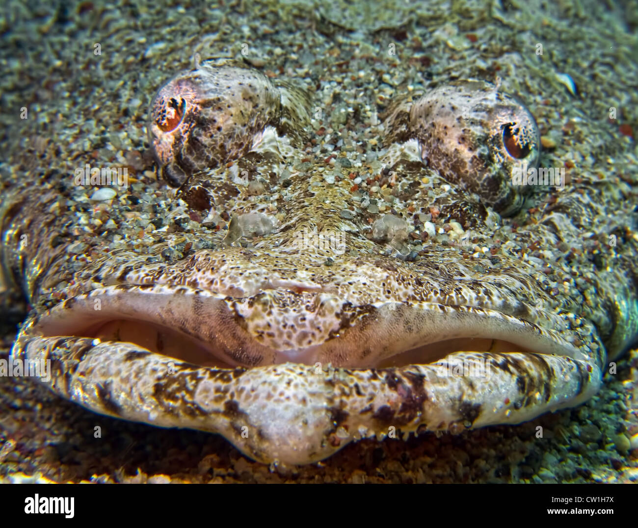 Tête de poisson Crocodile Banque D'Images